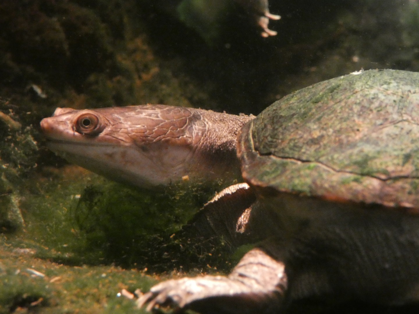 Turtle ID? - Zoo Wroclaw