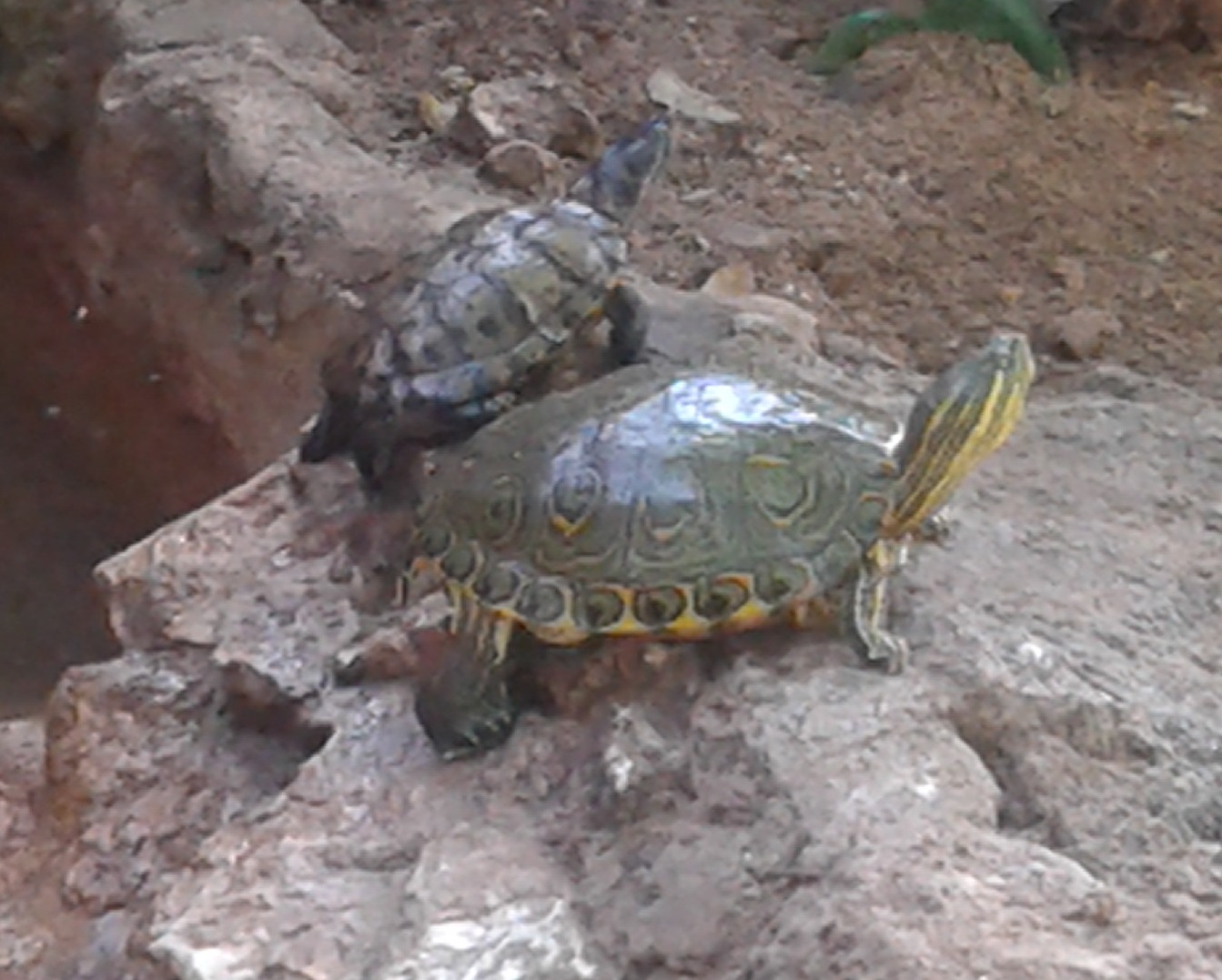 Turtle ID