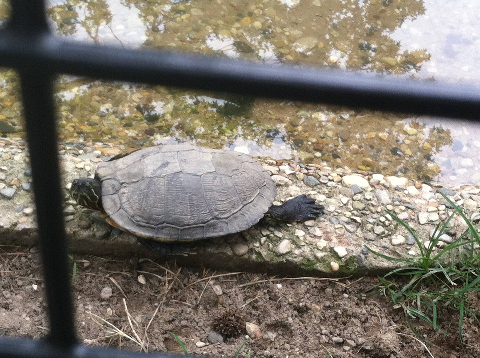 Turtle ID?