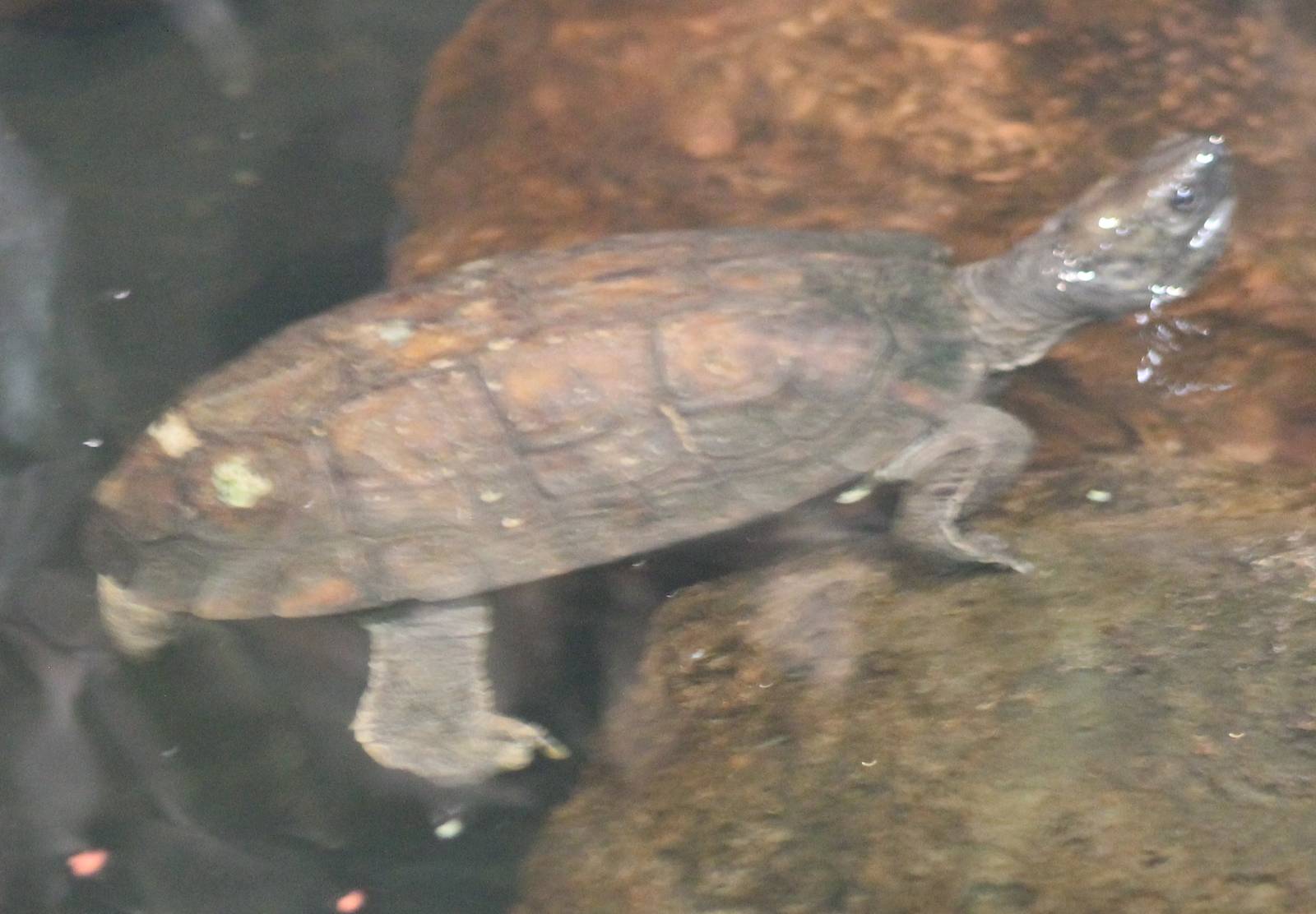 Turtle ID