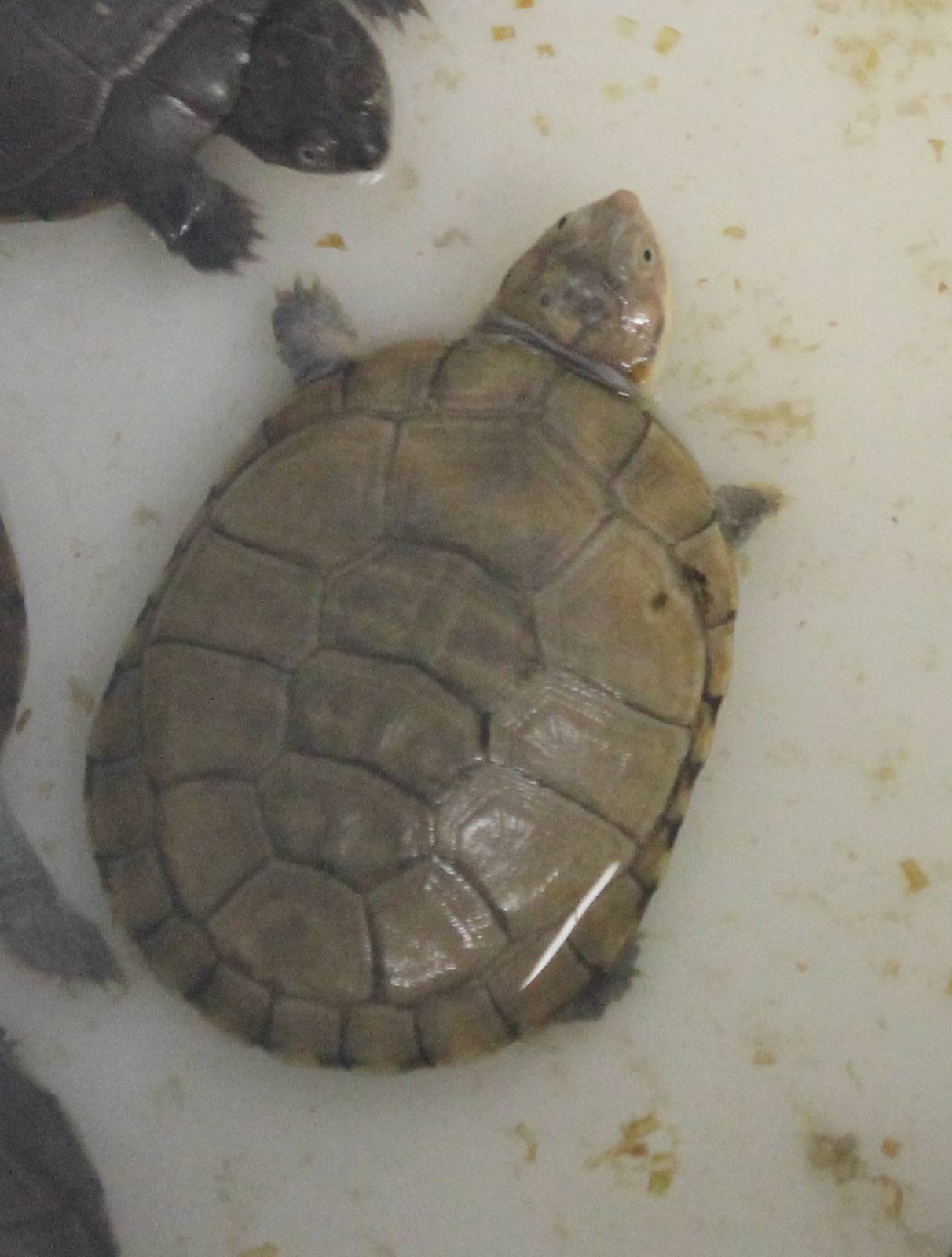 Turtle ID
