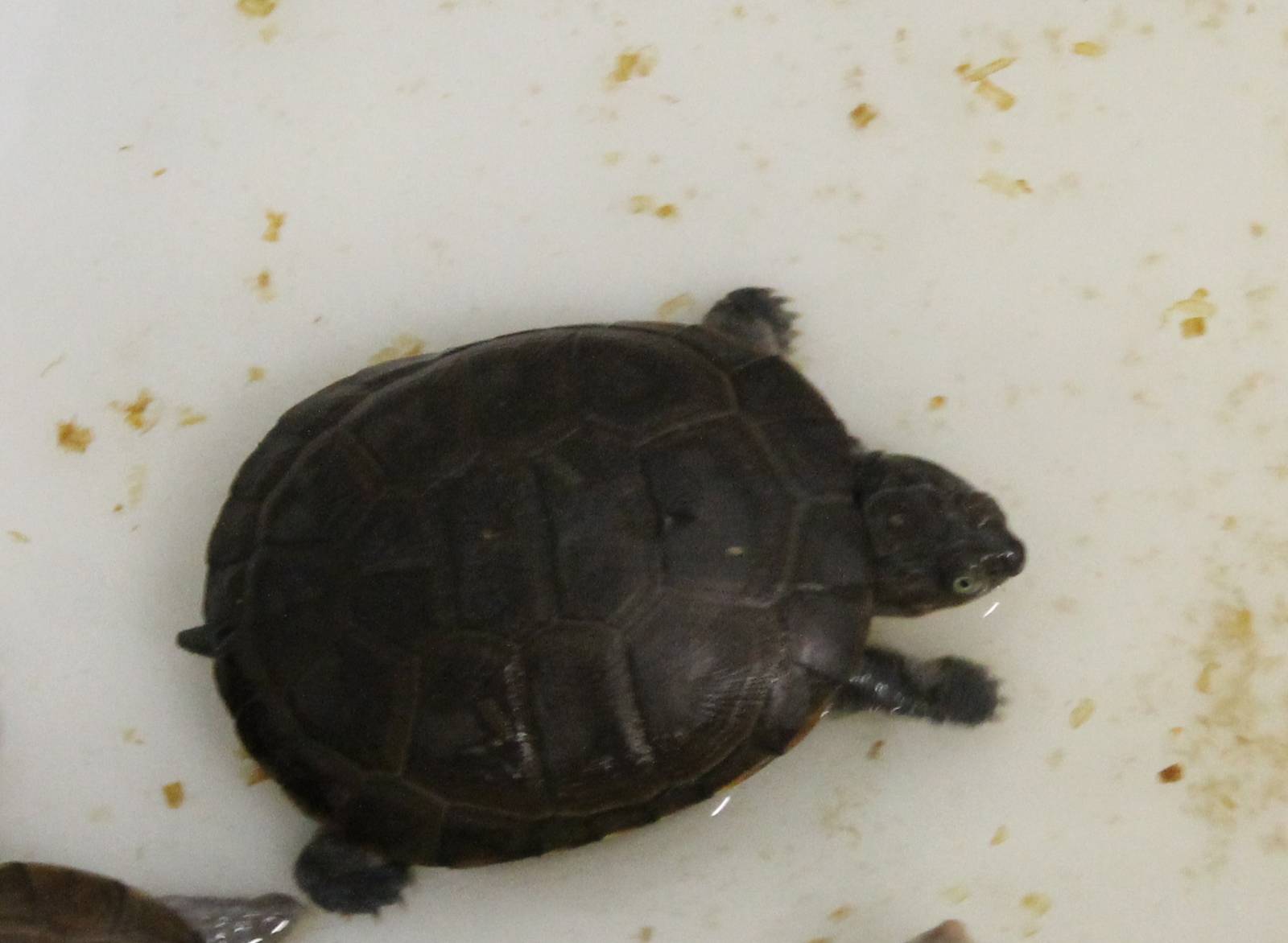 Turtle ID