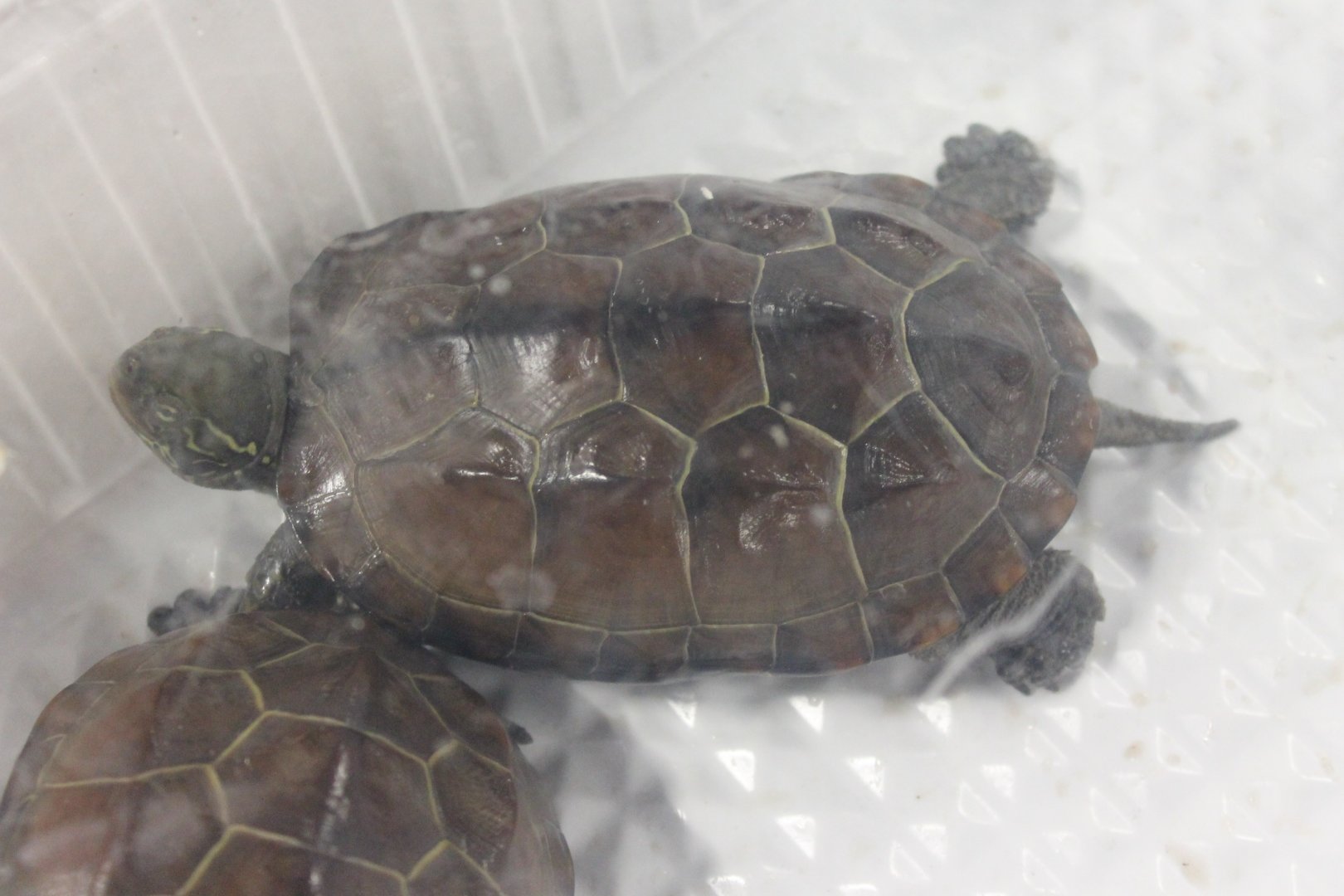 Turtle ID