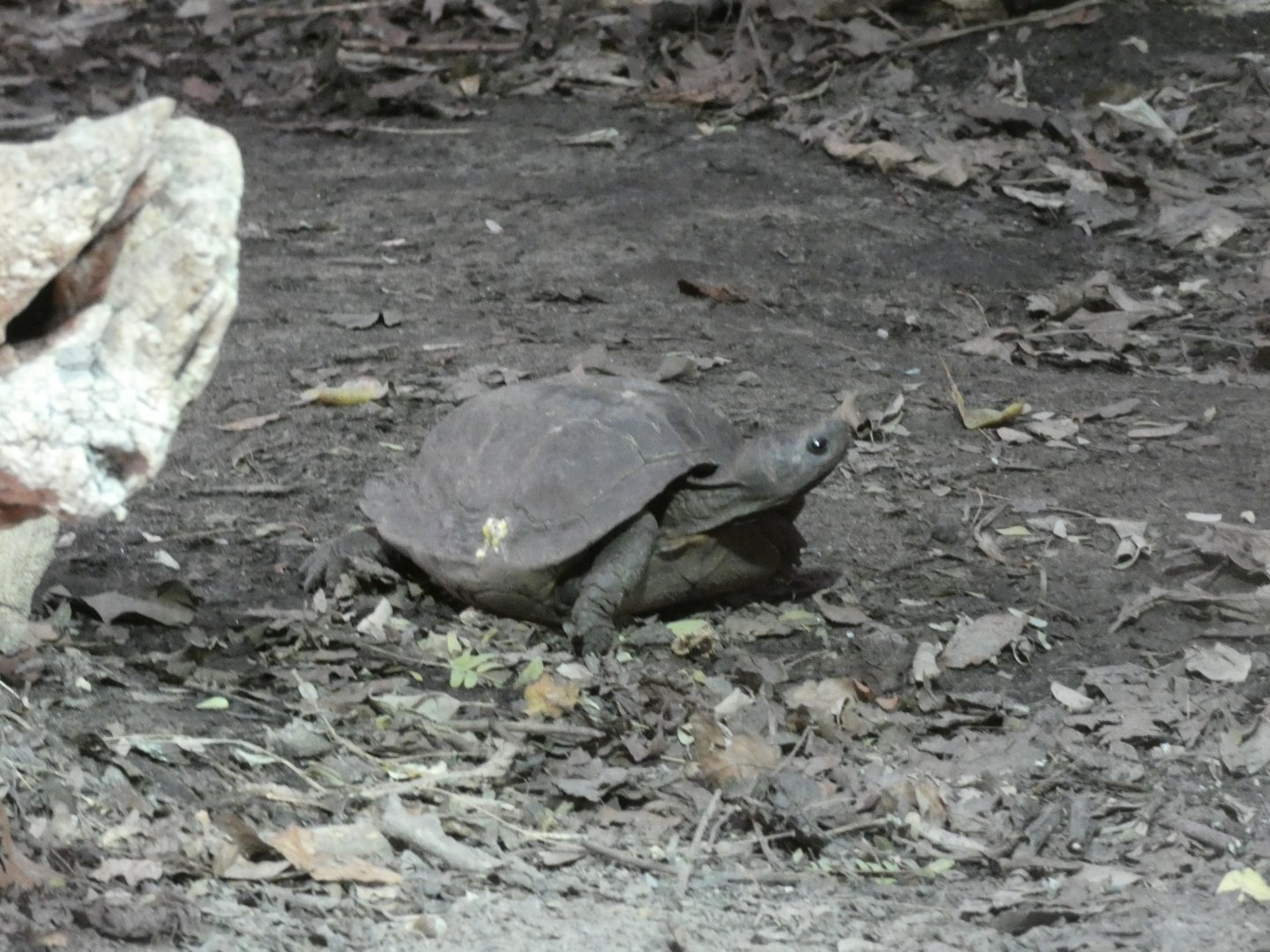 Turtle ID?