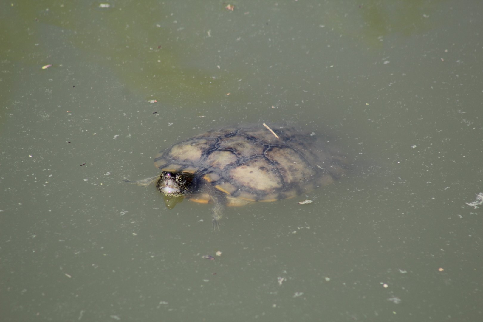 Turtle ID?