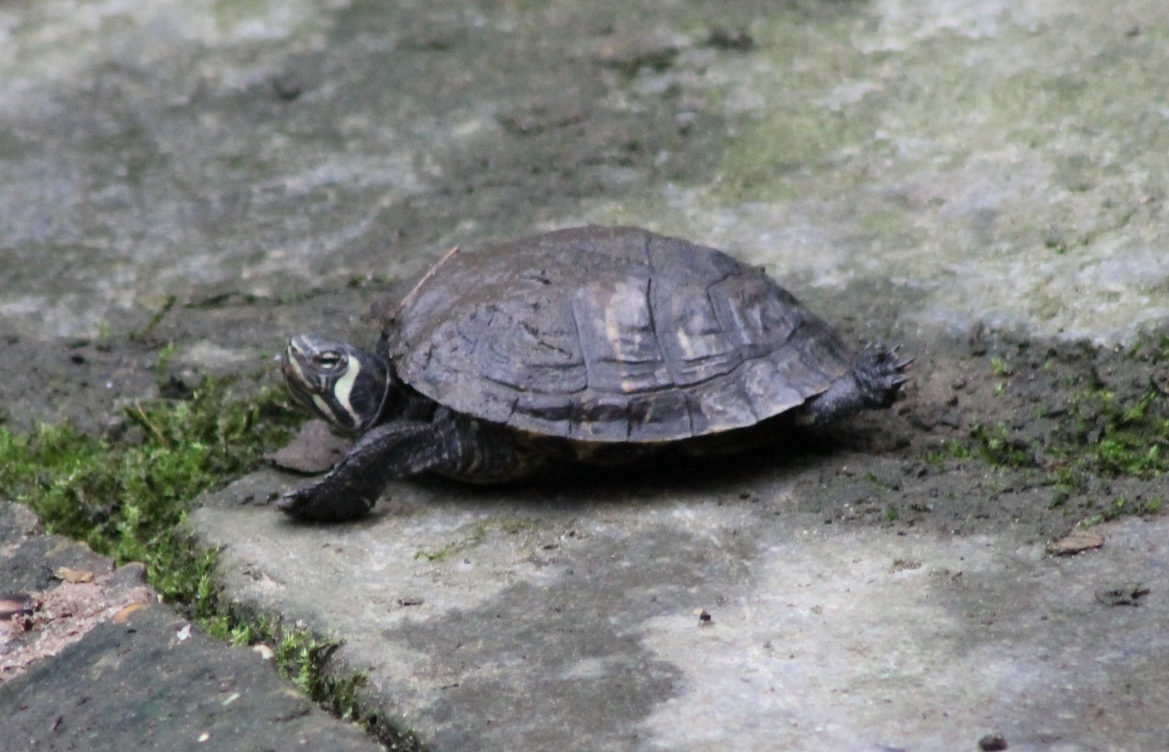 Turtle ID