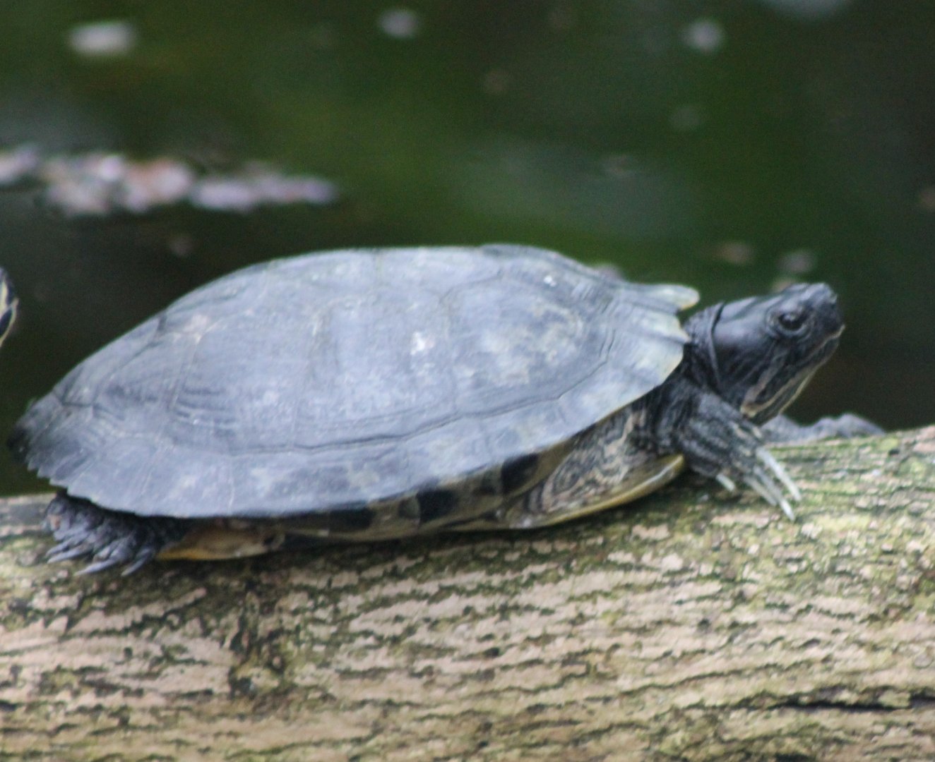 Turtle ID
