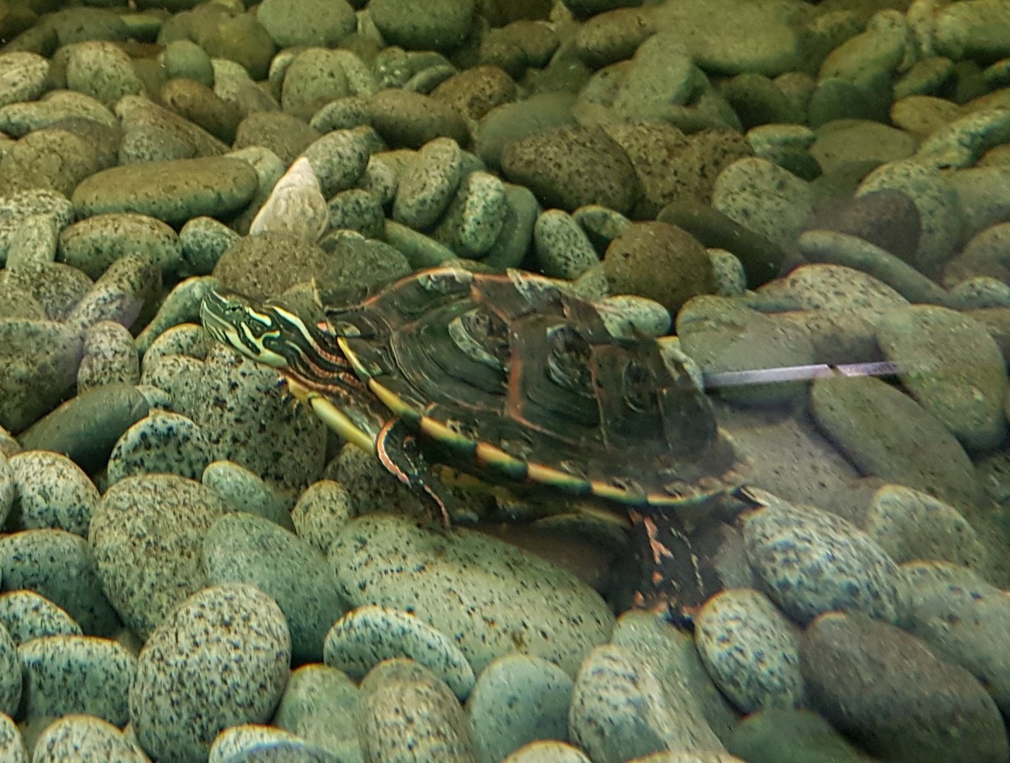Turtle ID