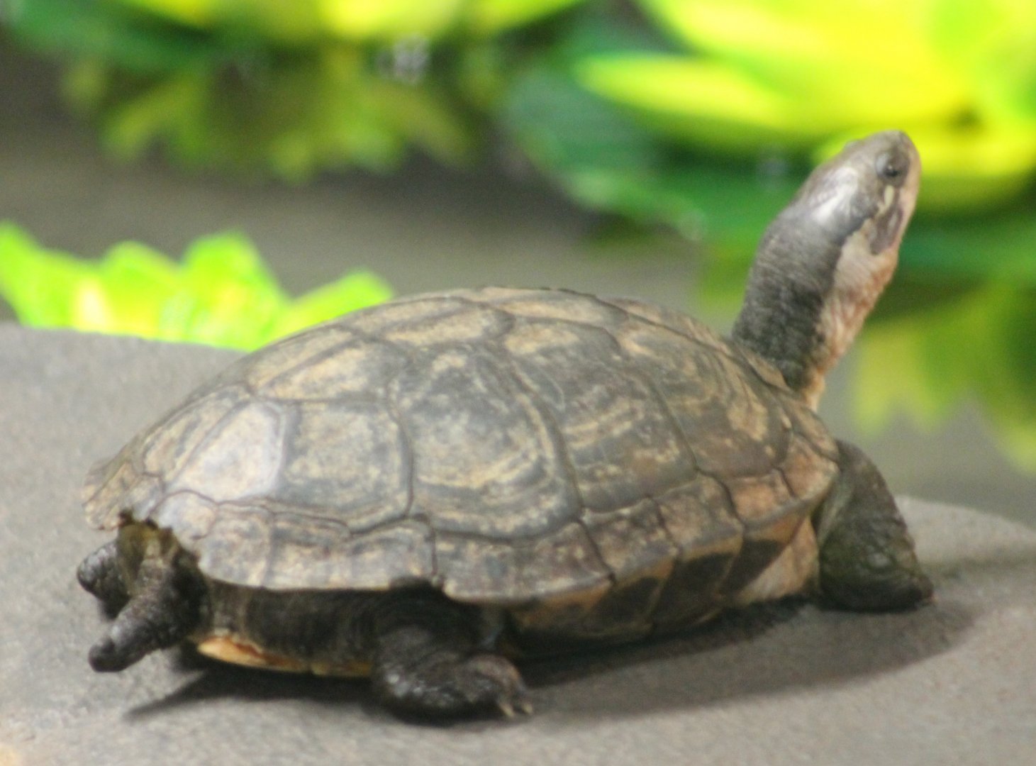 Turtle ID