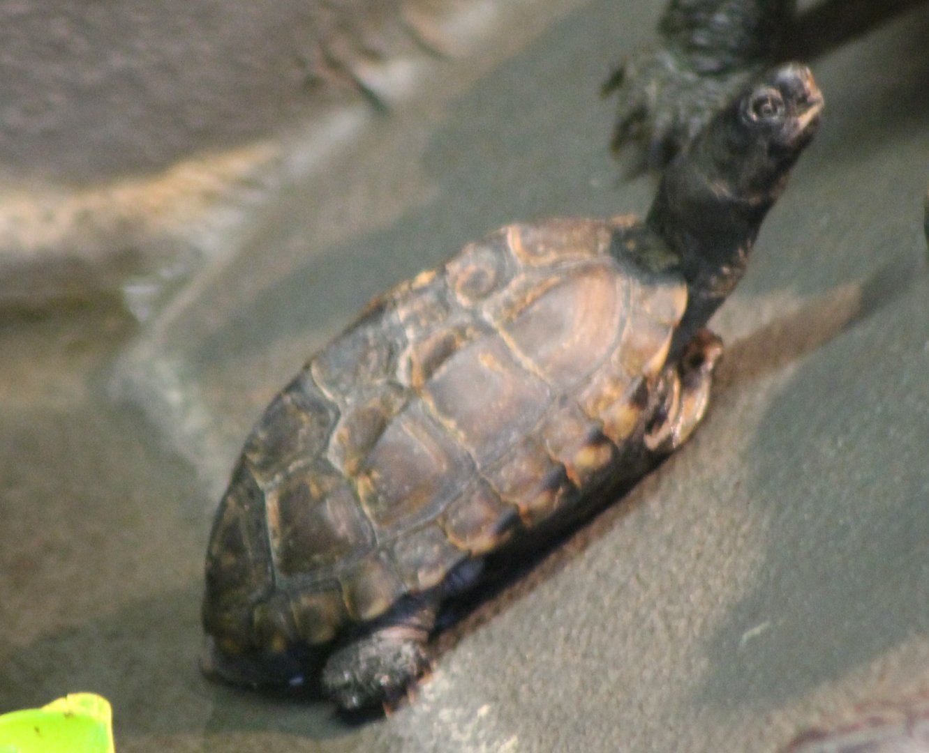 Turtle ID