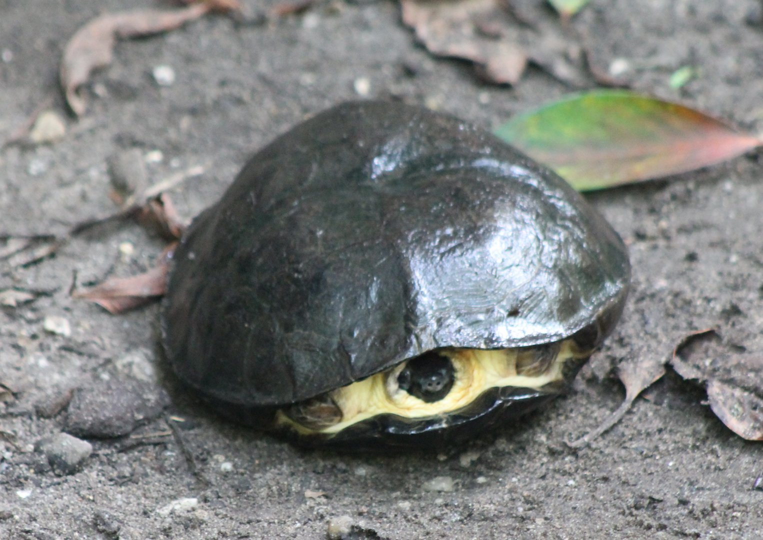 Turtle ID