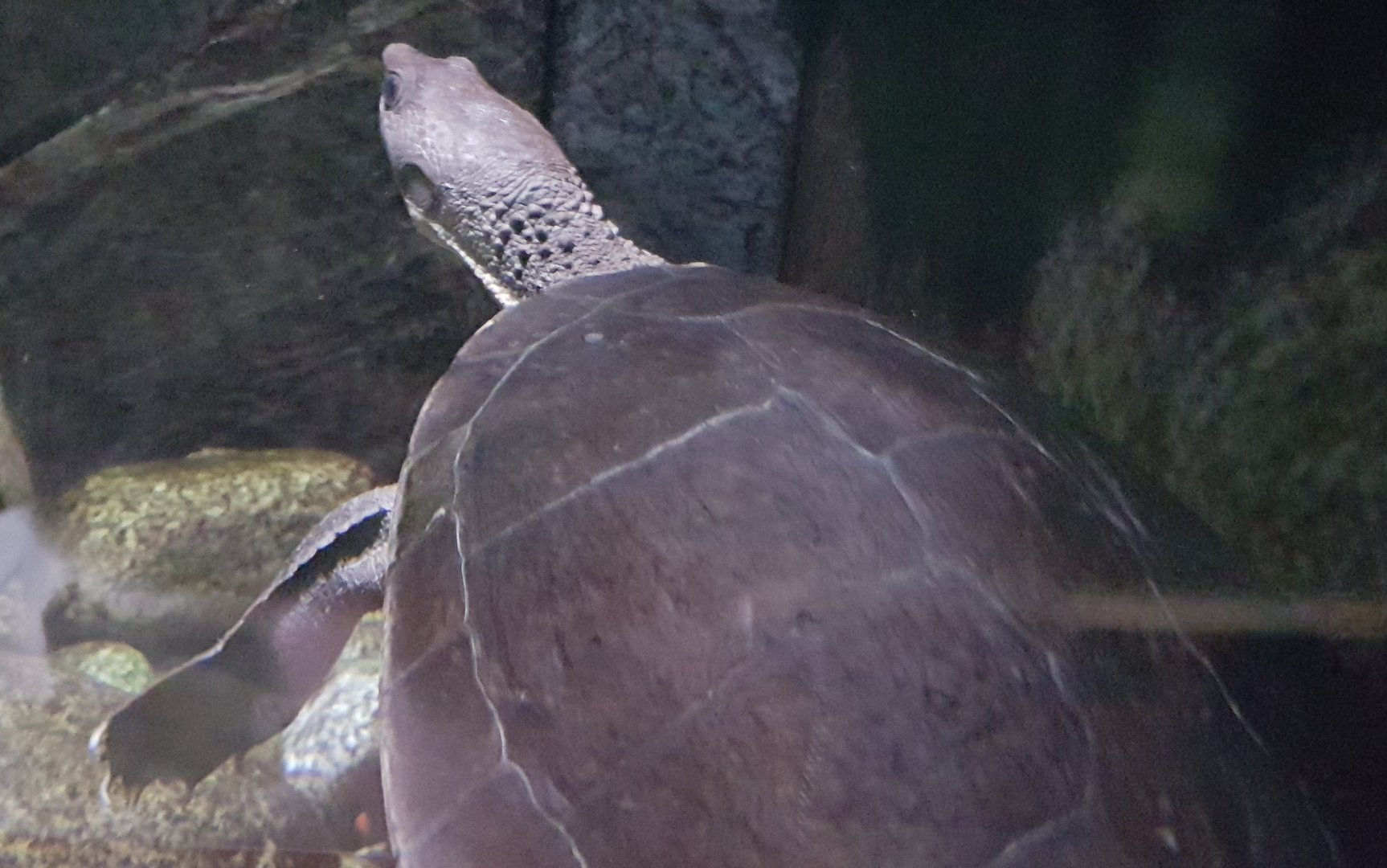 Turtle ID