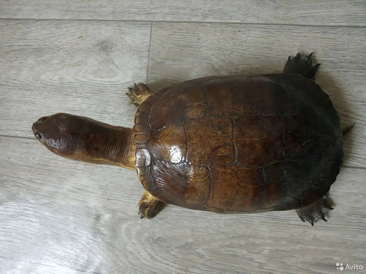Turtle ID