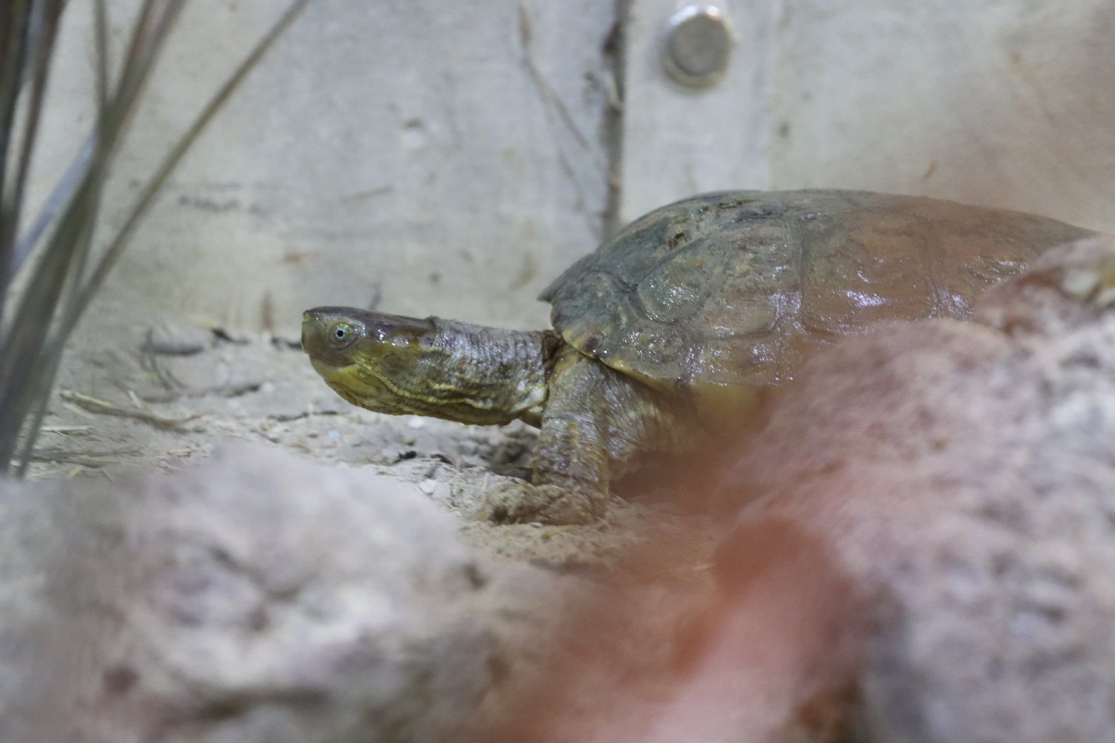 Turtle ID