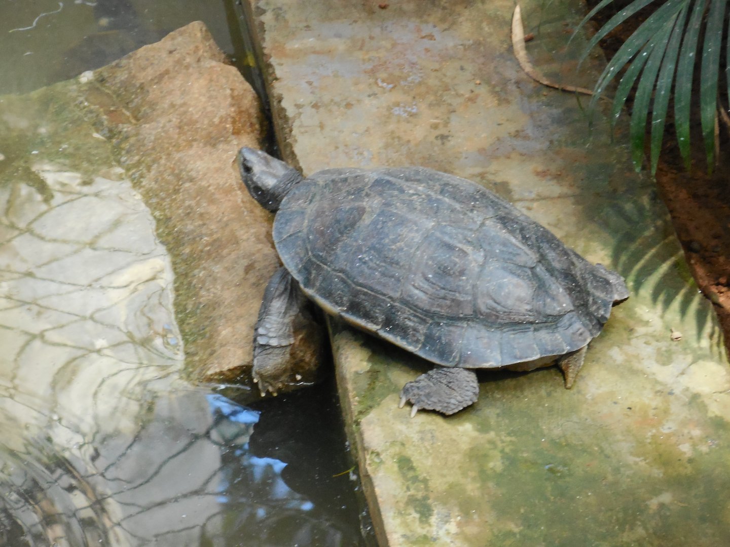 Turtle ID