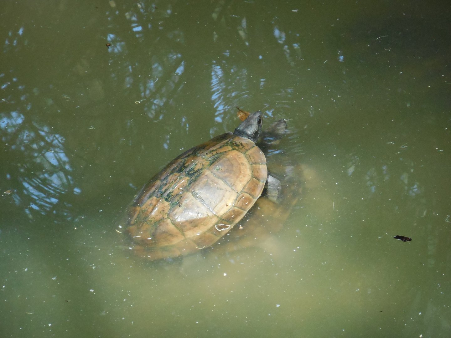 Turtle ID