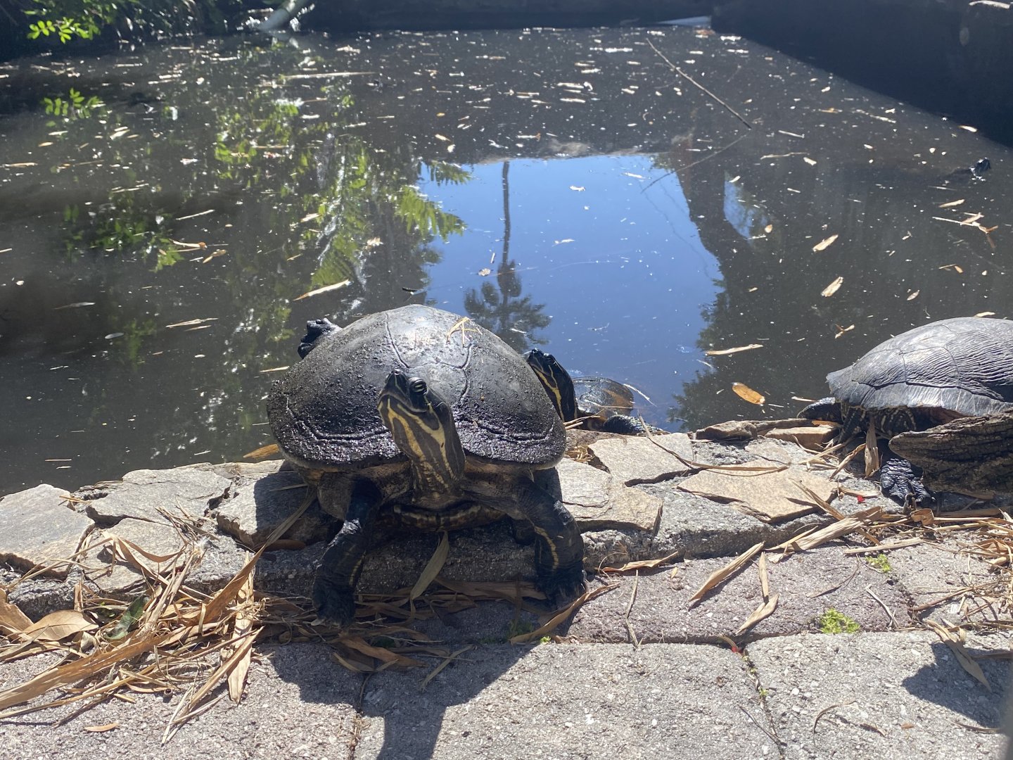 Turtle Id?