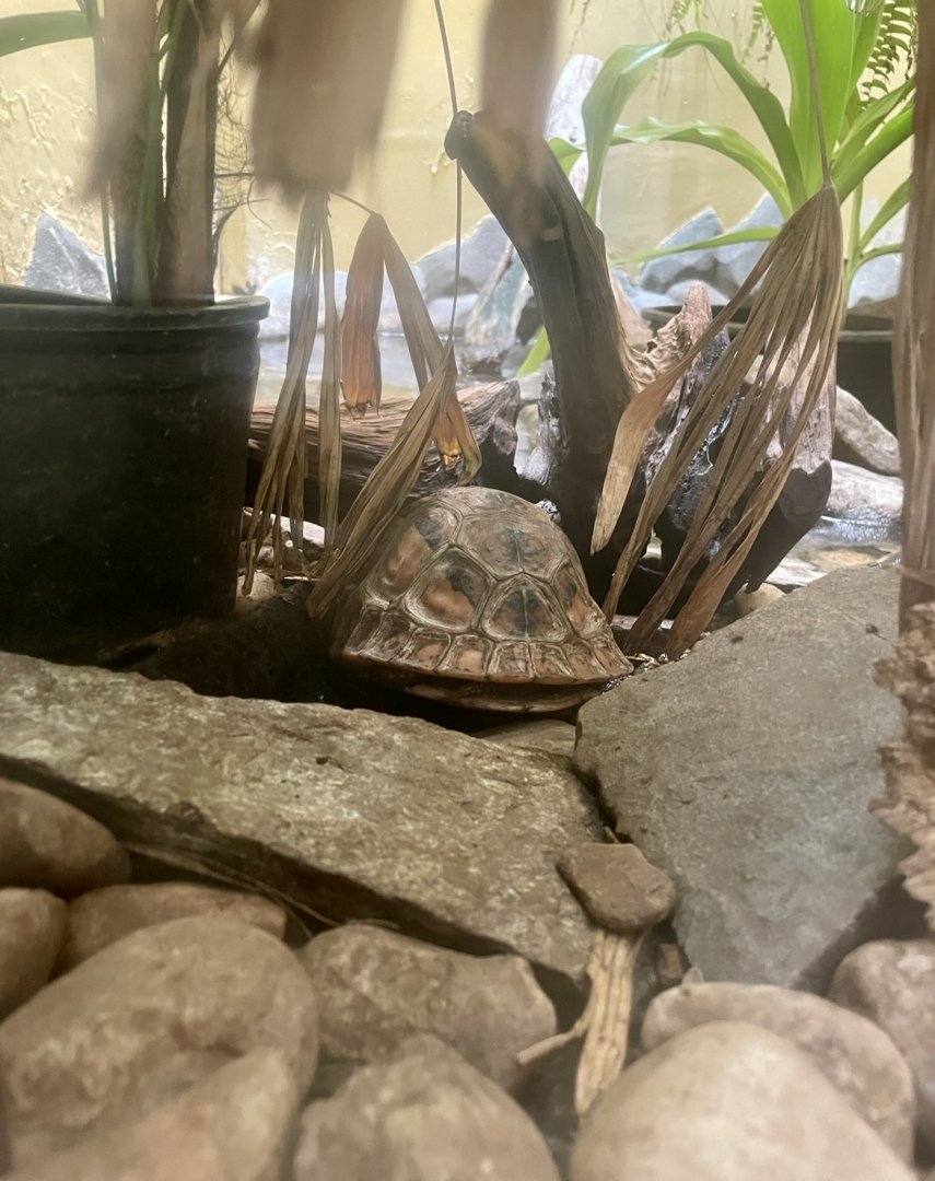 Turtle ID?