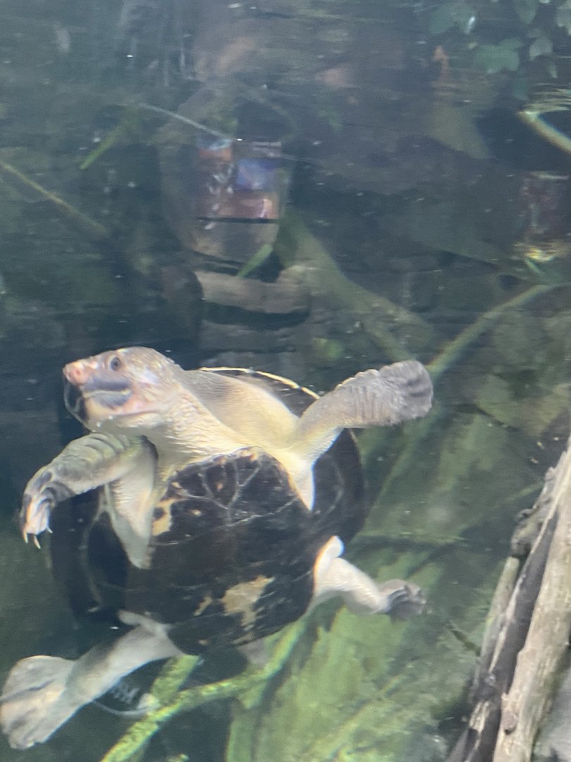 Turtle ID?
