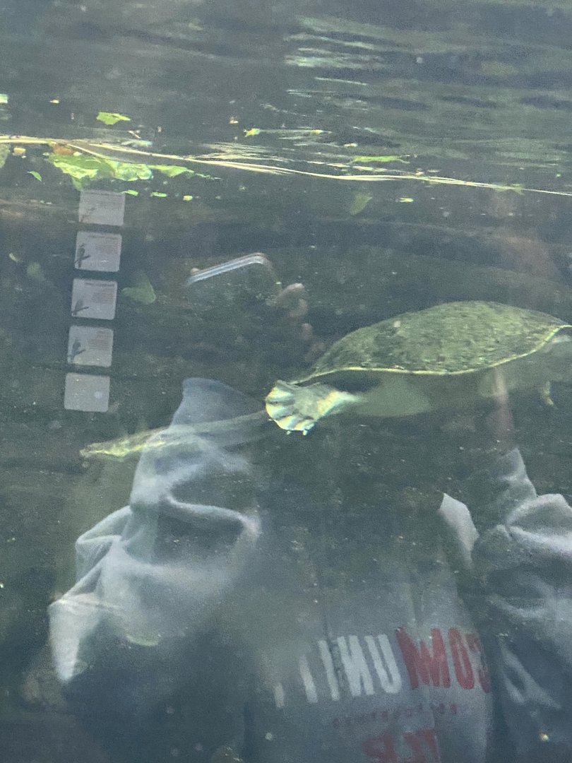 Turtle ID?