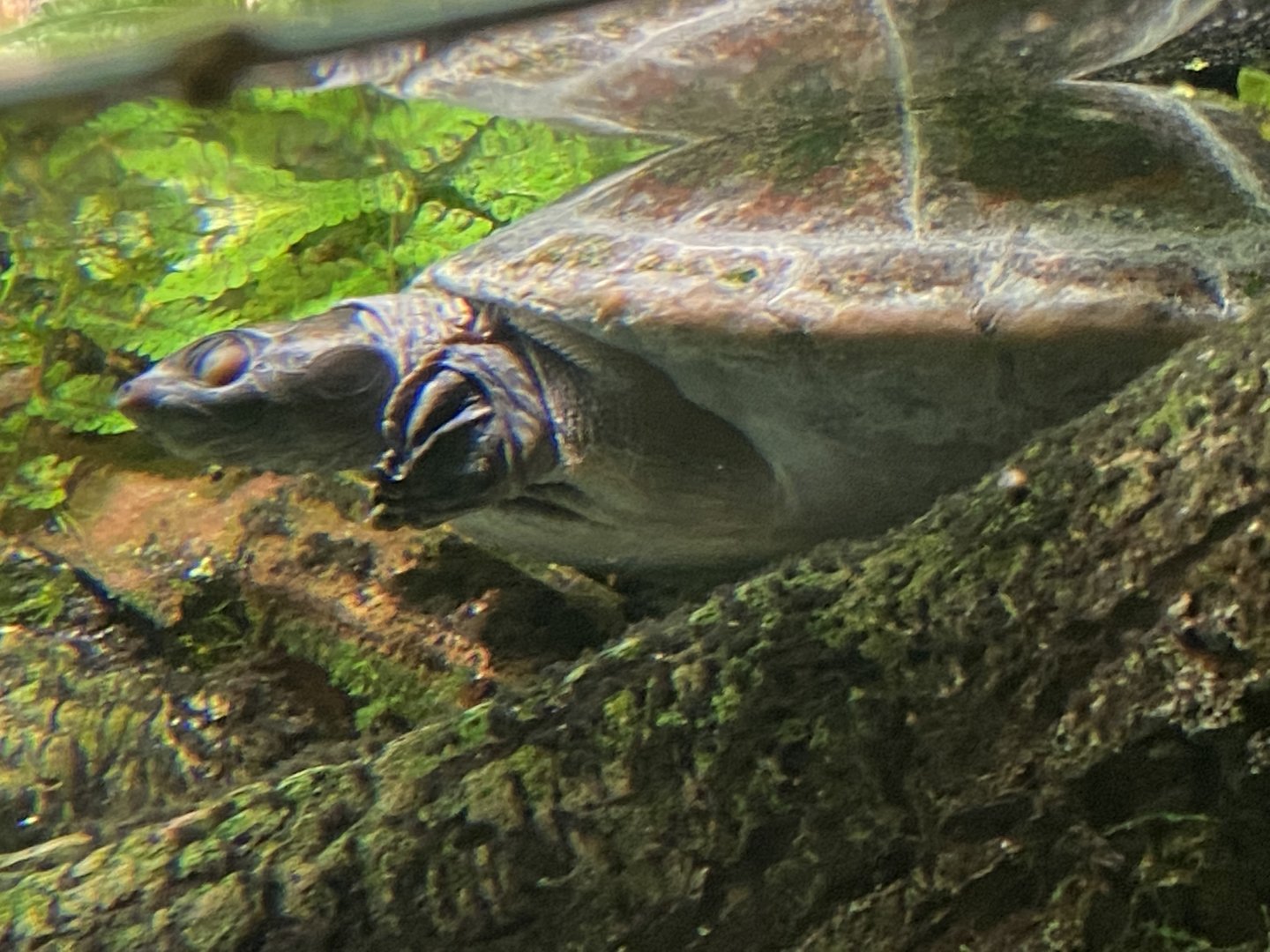 Turtle ID?