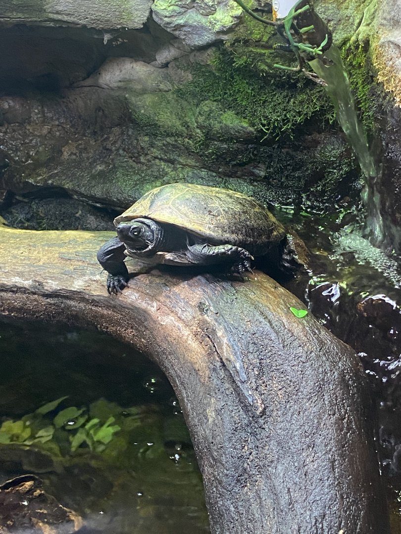 Turtle ID?