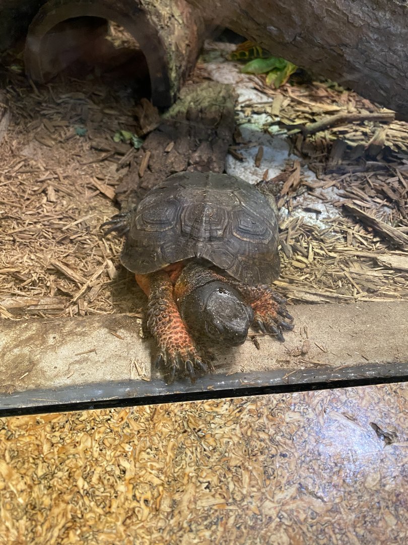 Turtle ID?