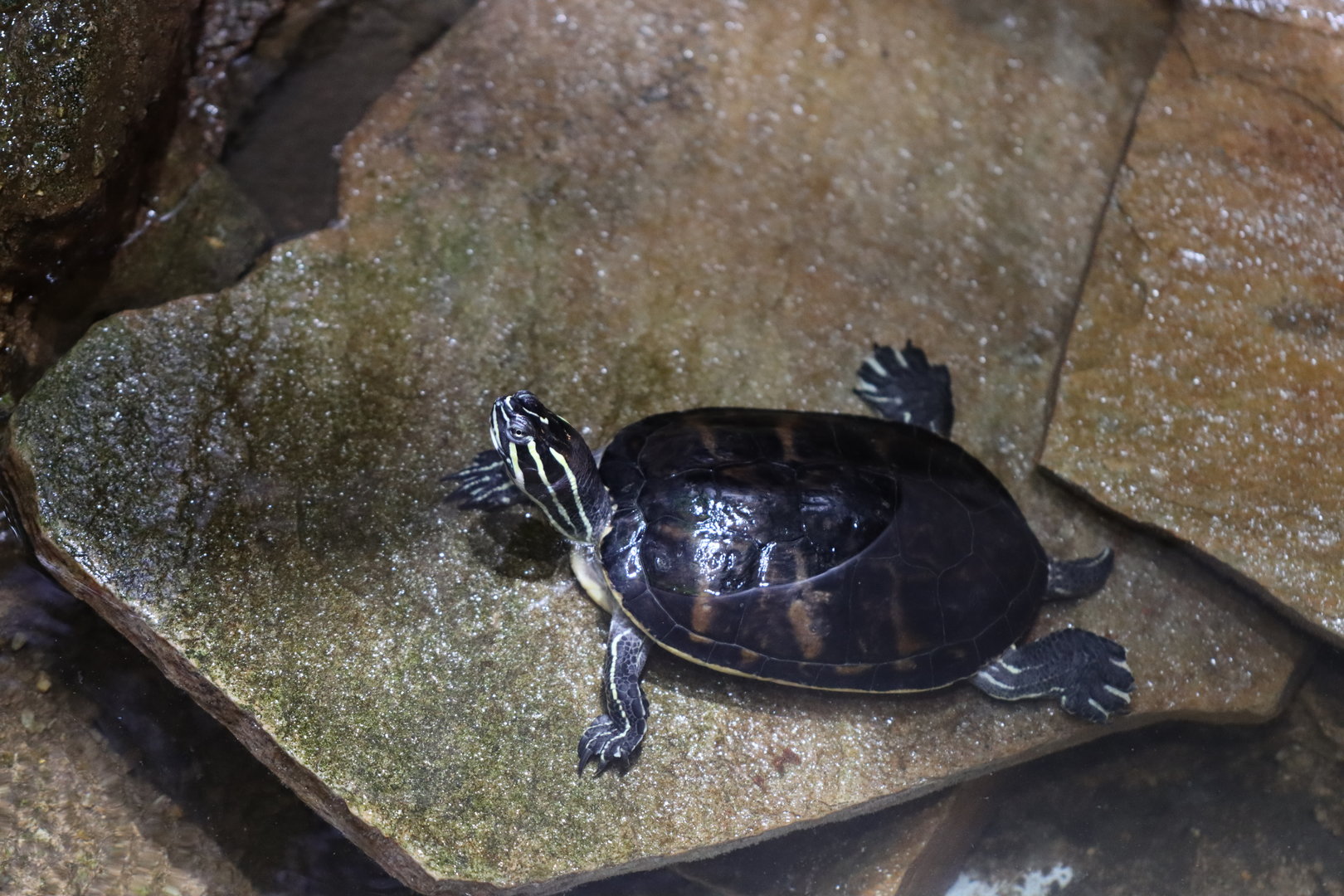 Turtle ID