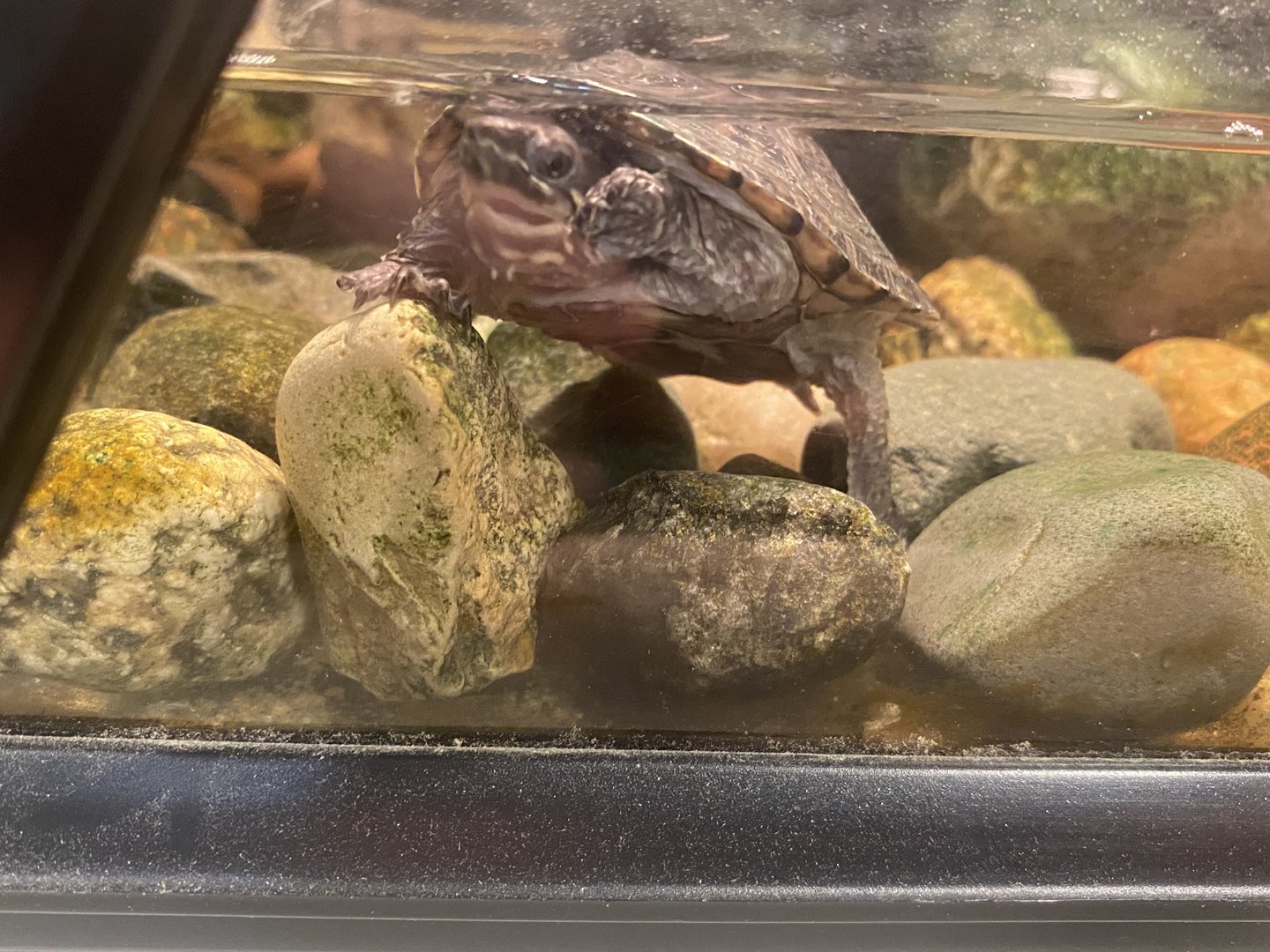 Turtle Id?