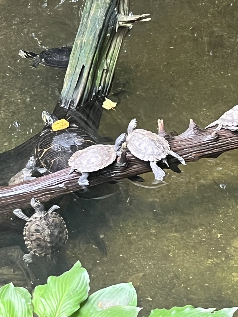 Turtle ID