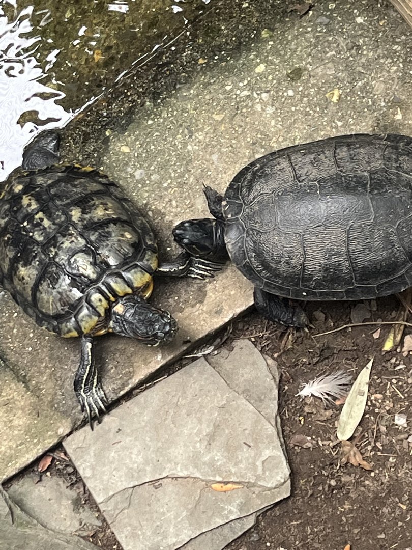 Turtle ID