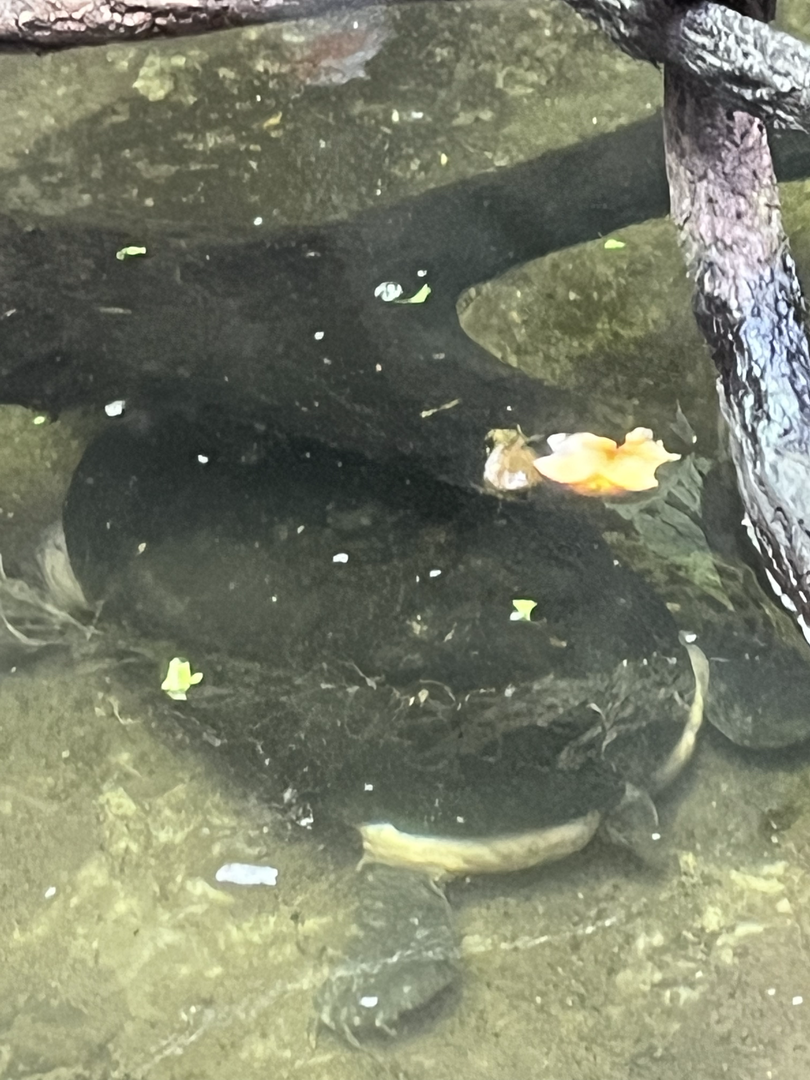 Turtle ID