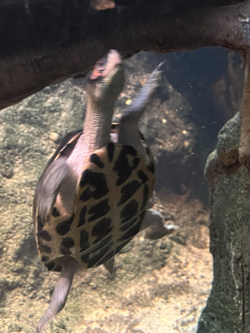 Turtle ID
