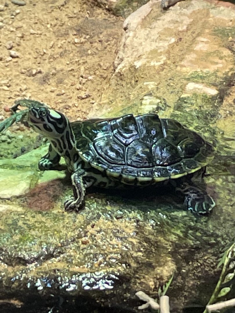 Turtle ID