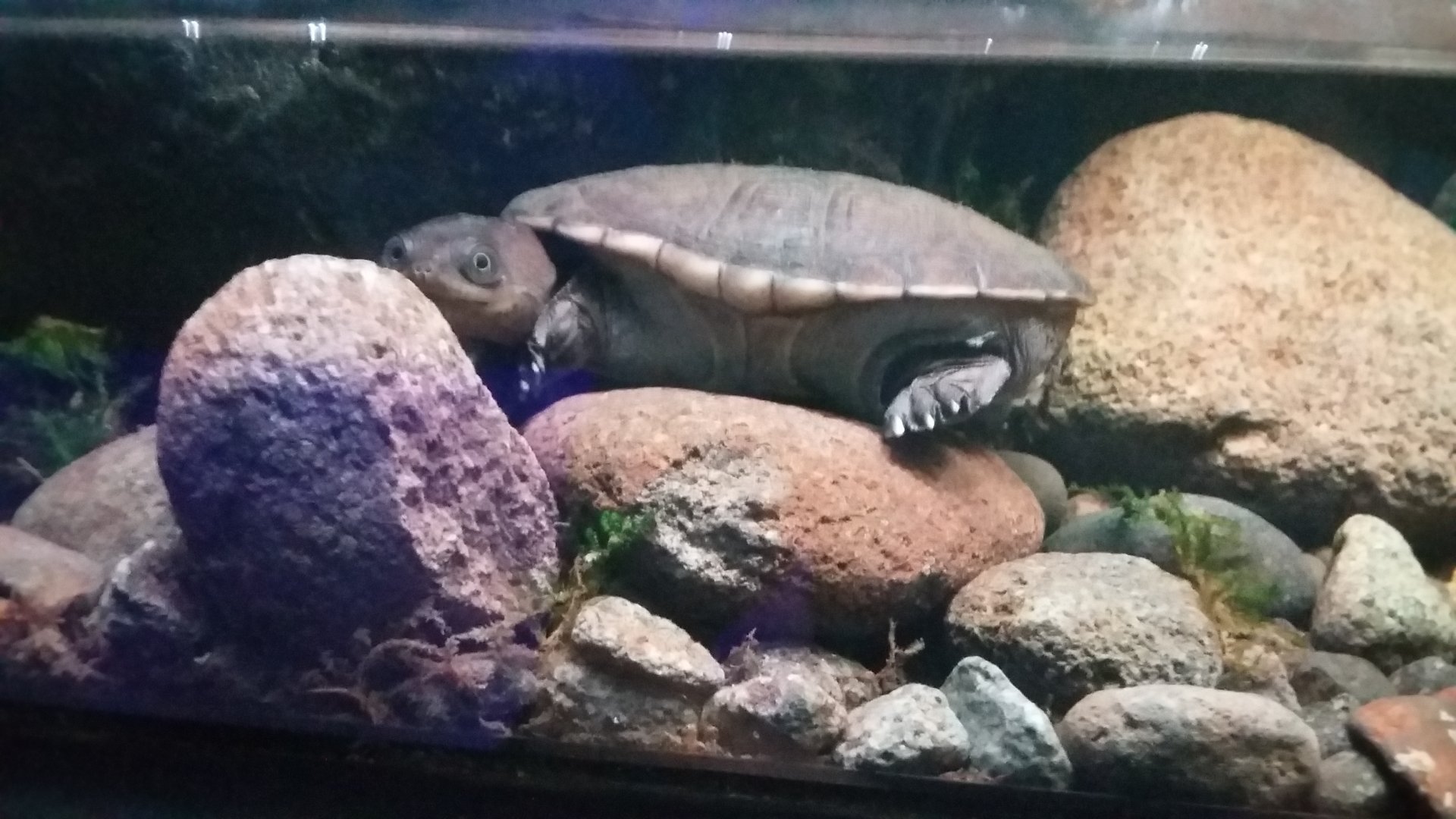Turtle ID