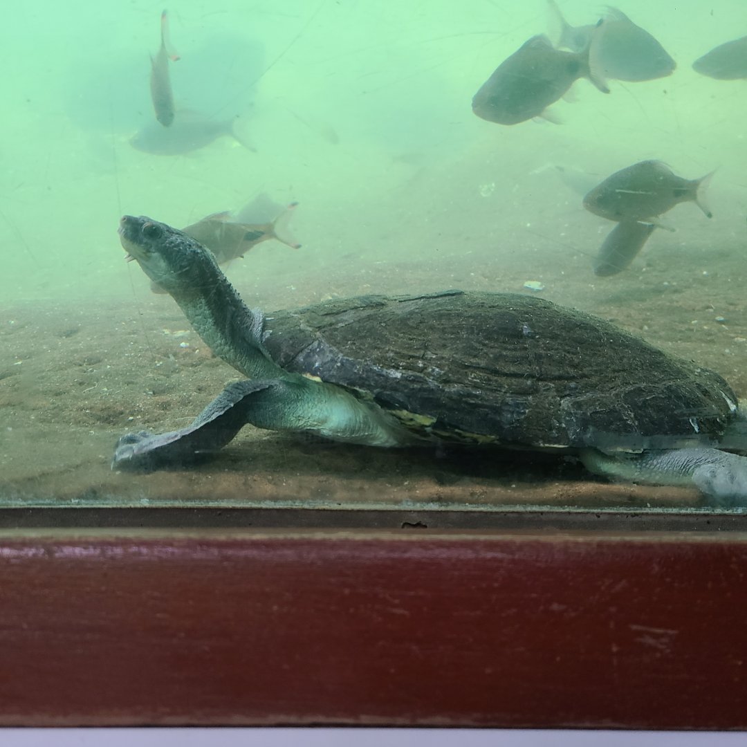 Turtle ID?