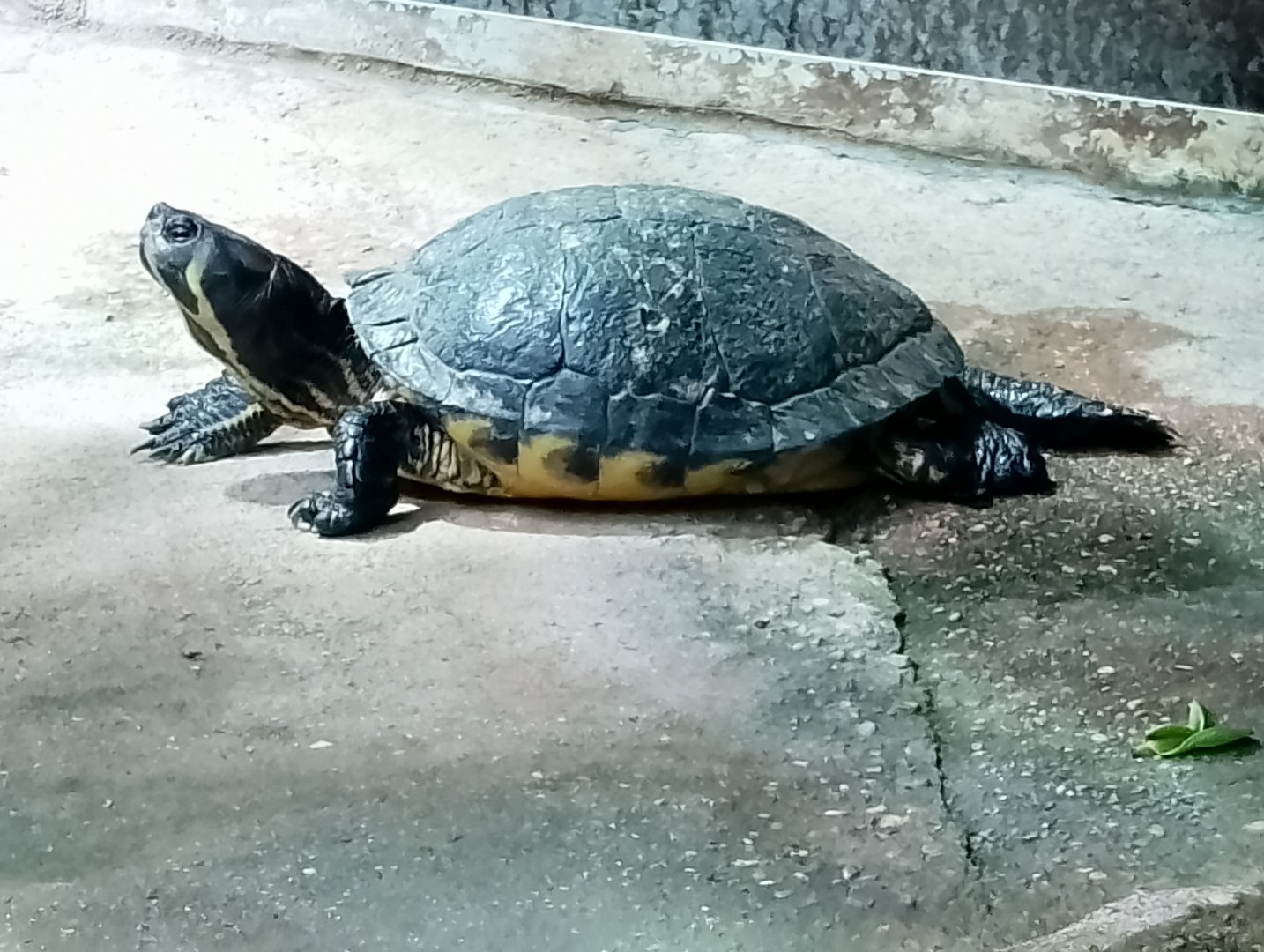 Turtle ID?
