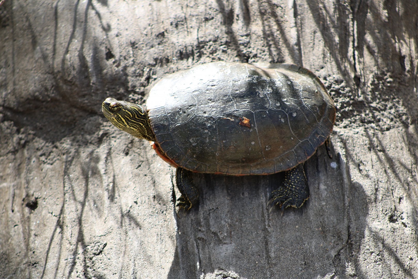 Turtle ID