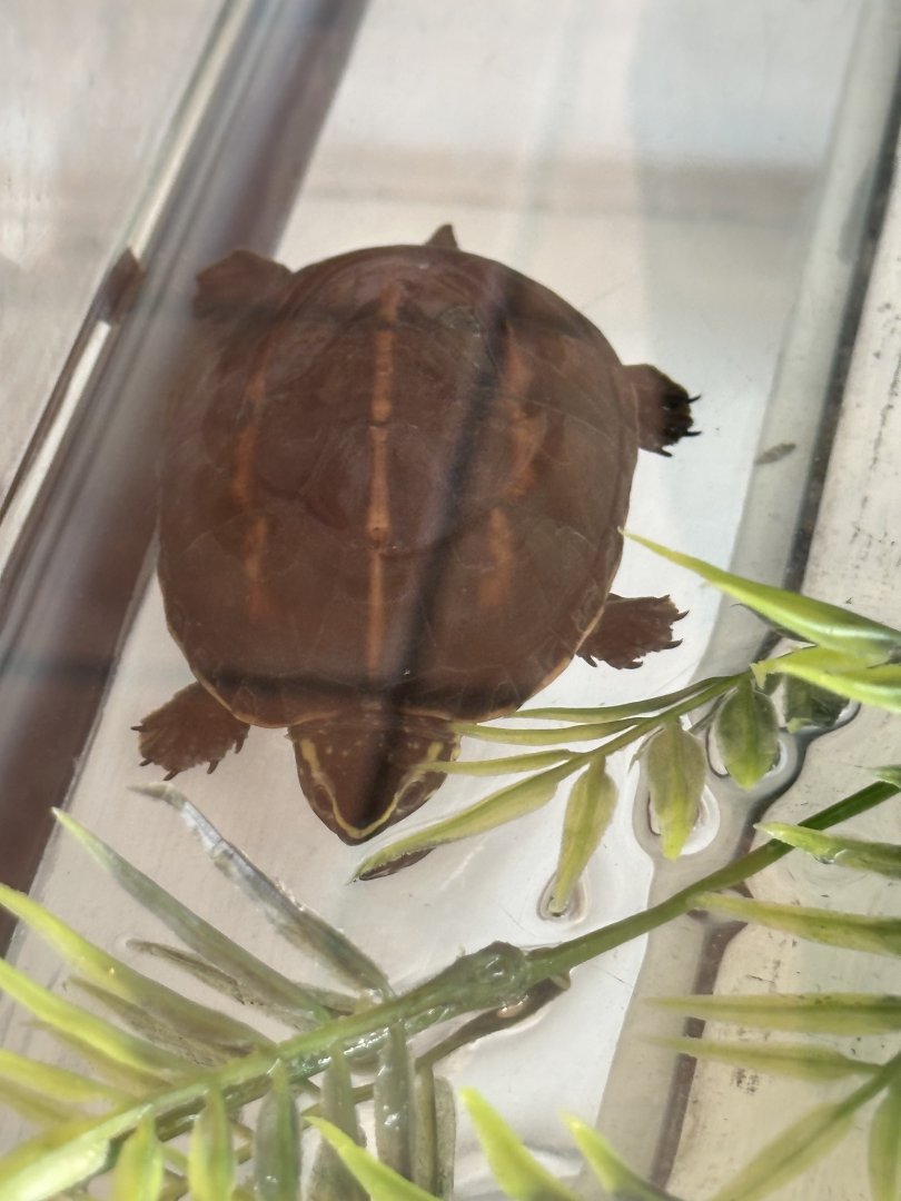 Turtle ID