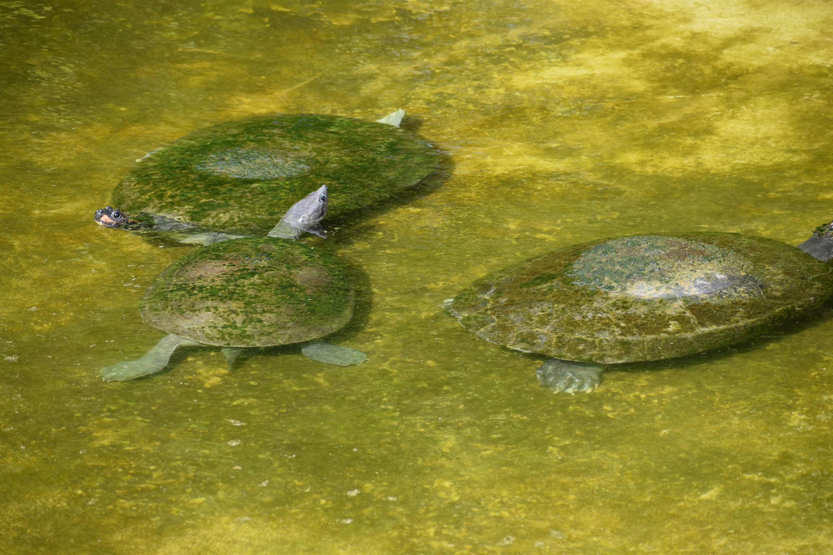 Turtle Ids - Honolulu Zoo
