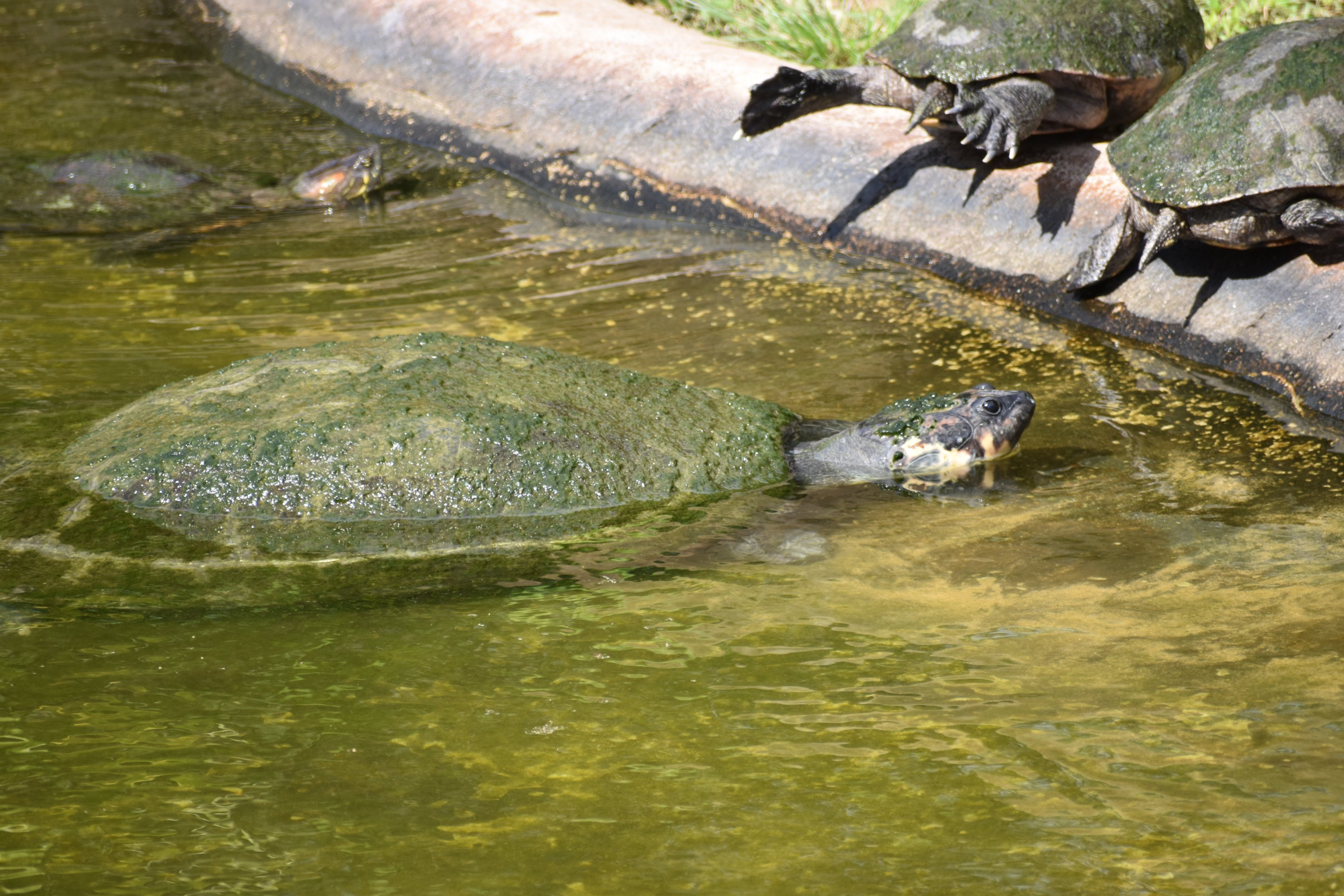 Turtle Ids - Honolulu Zoo