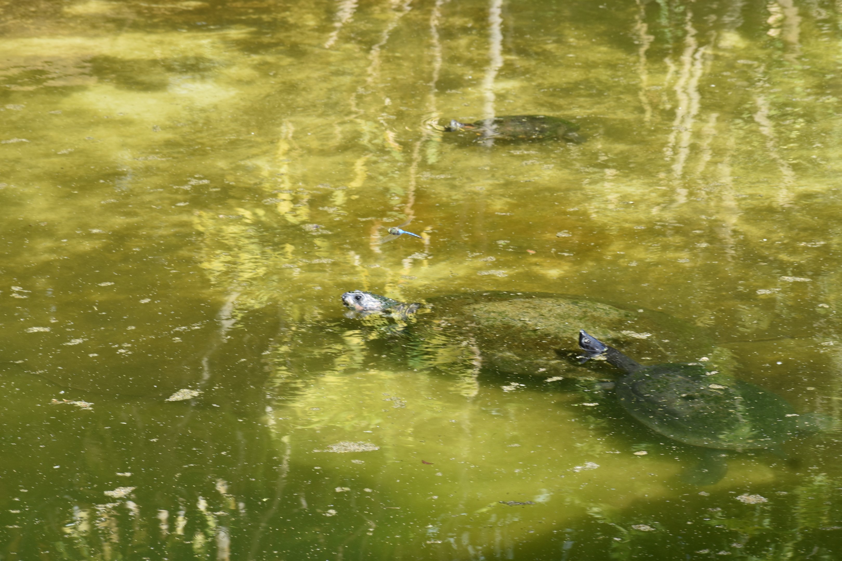 Turtle Ids - Honolulu Zoo