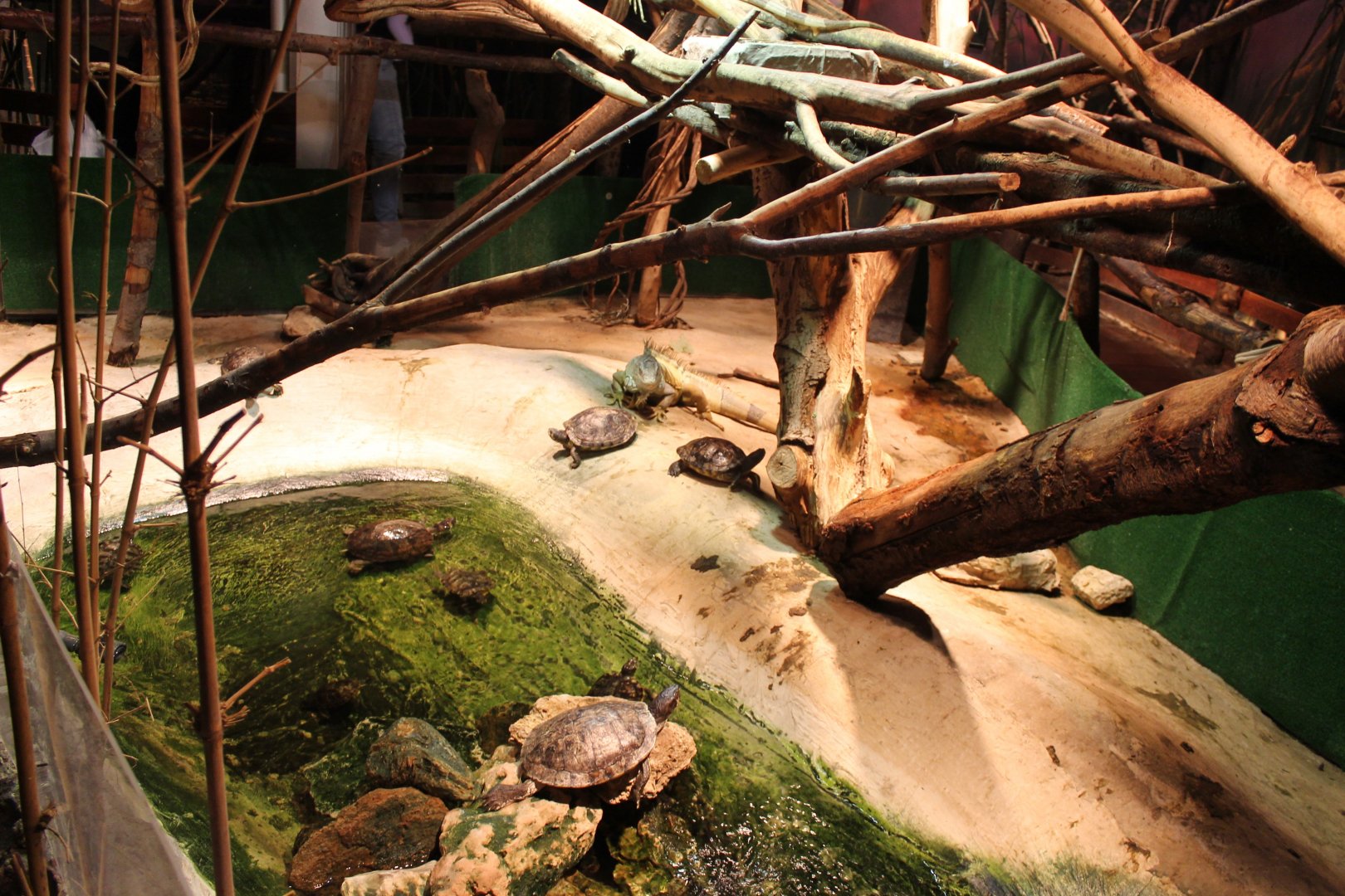 Turtle-iguana enclosure