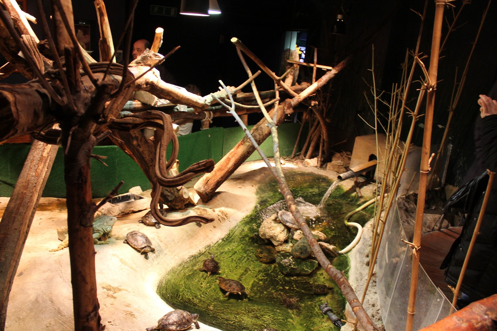 Turtle-iguana enclosure