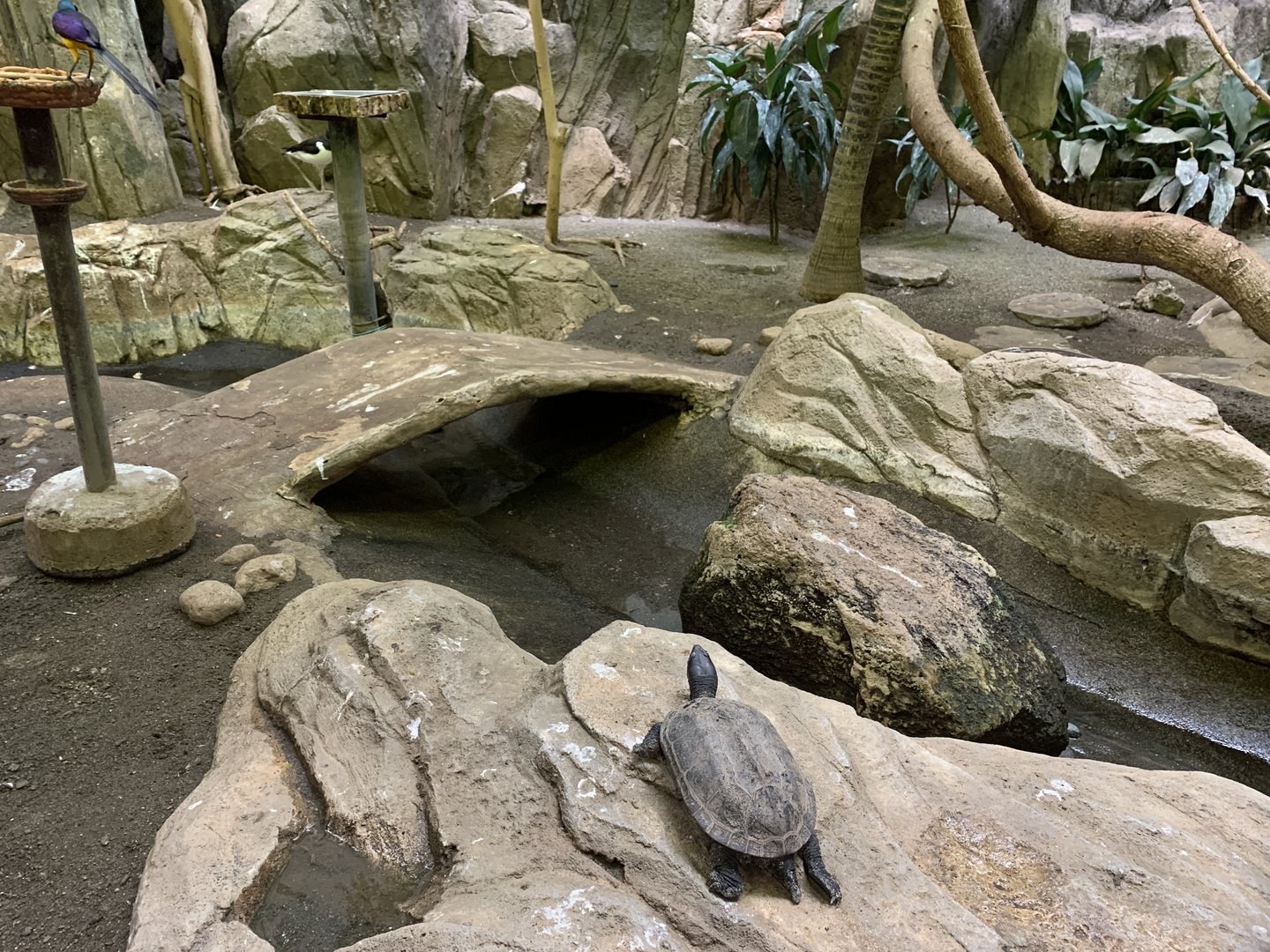 Turtle in Bird House Exhibit 2