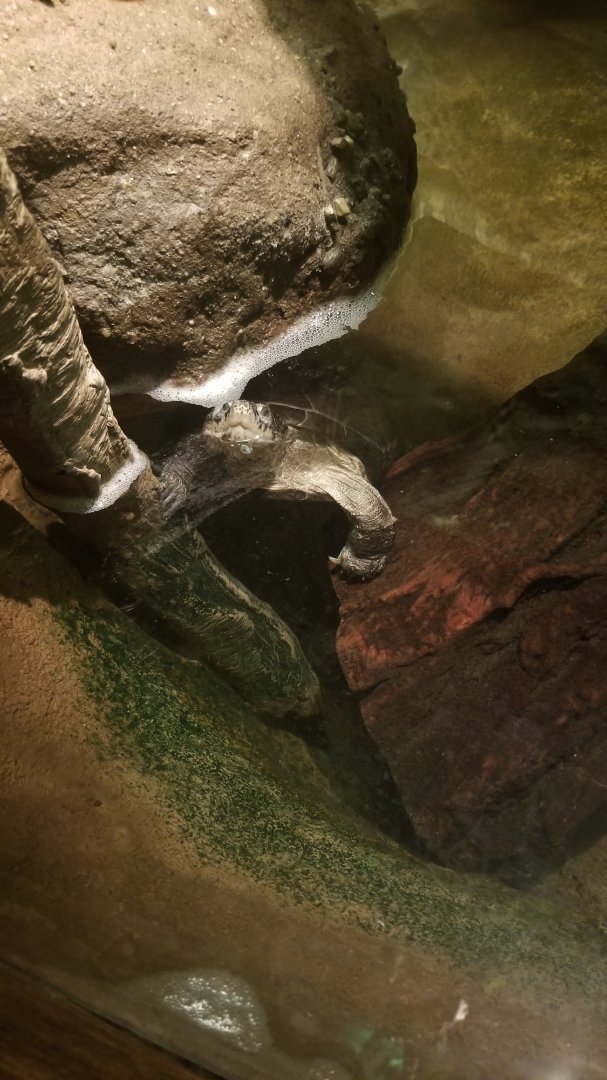 Turtle in Congo area