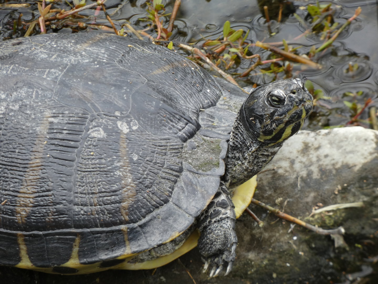 Turtle in entrance pond