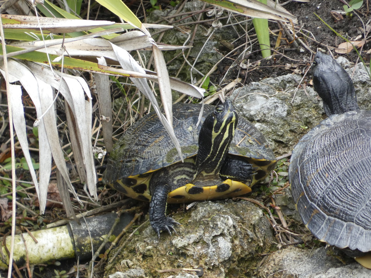 Turtle in entrance pond