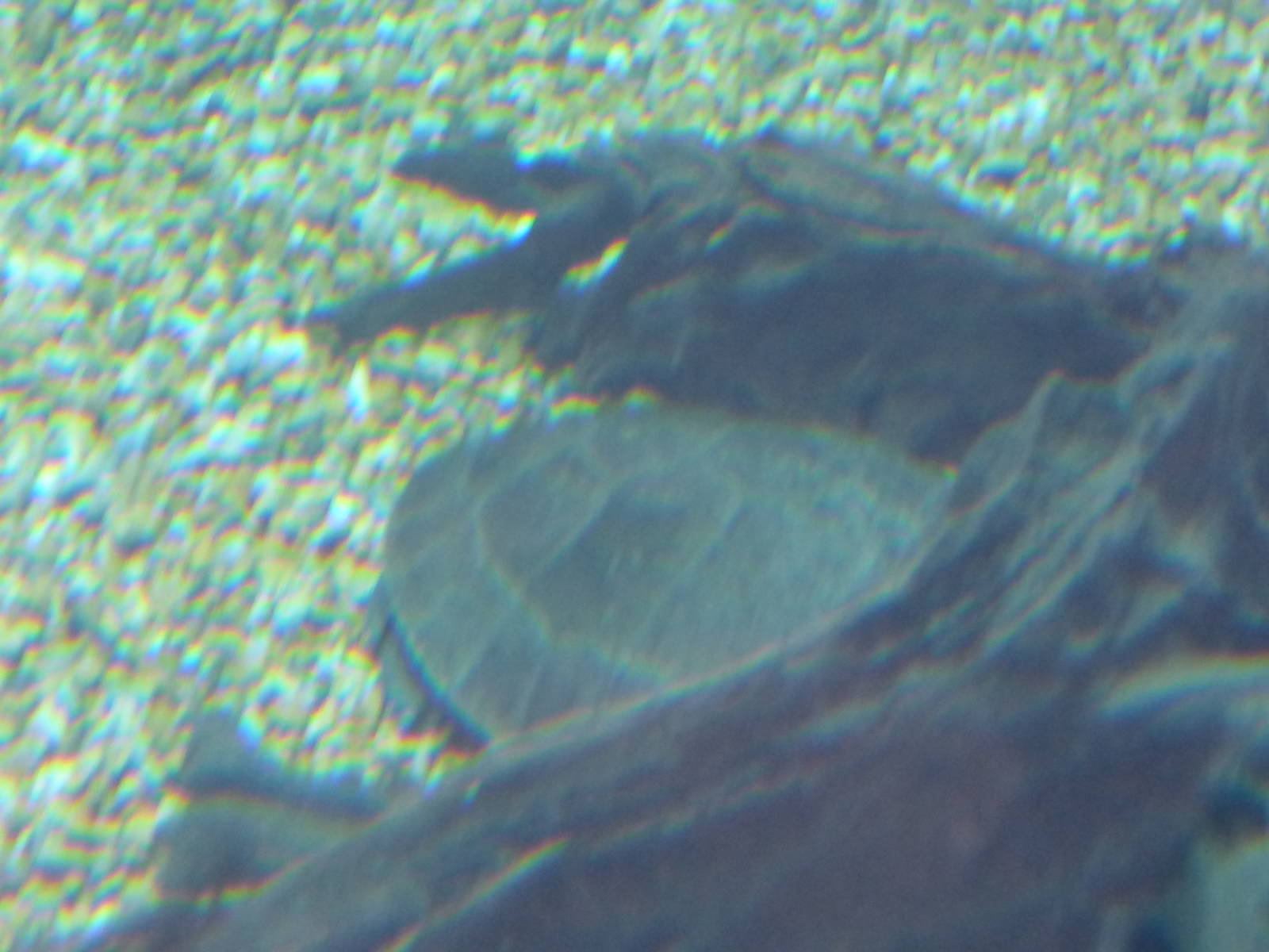 Turtle in Gharial Enclosure Species Unknown