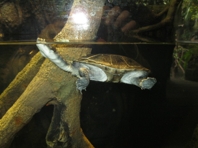 Turtle in Jungle World